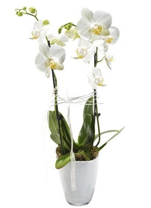2 dall beyaz seramik beyaz orkide sakss  Ankara Akbayr Mah. ubuk iek gnder