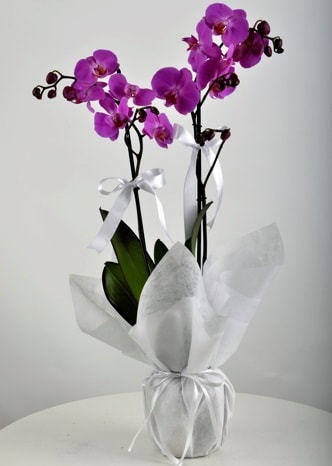 ift dall saksda mor orkide iei  Ankara yldrm beyazt Mah. ubuk iek siparii