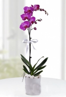 Tek dall saksda mor orkide iei  Ankara ubuk Gldarp Mah. iekiler 