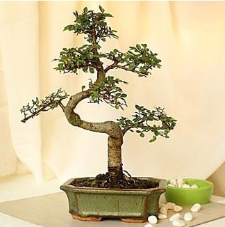 Shape S bonsai  Ankara ubuk Cumhuriyet Mah. iekiler