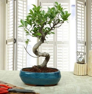 Amazing Bonsai Ficus S thal  Ankara ubuk kipnar Mah. dn iekleri