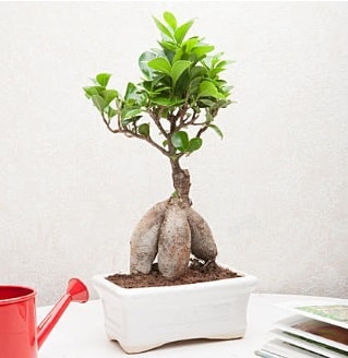 Exotic Ficus Bonsai ginseng  Ankara Karaaa Mah. ubuk iek servisi , ieki adresleri 