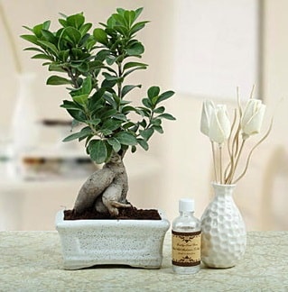 Ginseng ficus bonsai  Ankara ubuk Gldarp Mah. iekiler 