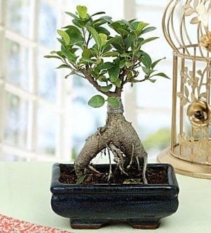 Appealing Ficus Ginseng Bonsai  Ankara ubuk Kapakl Mah. anneler gn iek yolla 