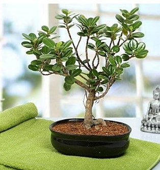 Lovely Ficus Iceland Bonsai  Ankara ubuk Kapakl Mah. anneler gn iek yolla 