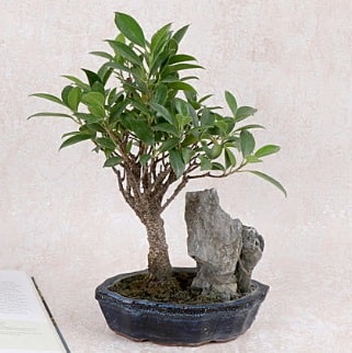 Japon aac Evergreen Ficus Bonsai  Ankara Akbayr Mah. ubuk iek gnder