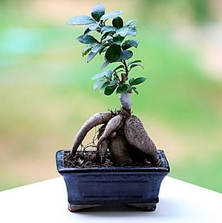 Marvellous Ficus Microcarpa ginseng bonsai  Ankara yldrm beyazt Mah. ubuk iek siparii
