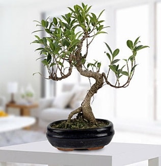 Gorgeous Ficus S shaped japon bonsai  ubuk Karaman Mah. Ankara iek siparii 