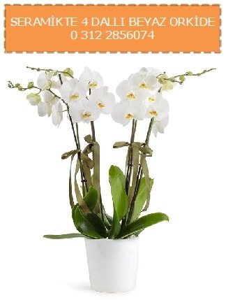 Seramikte 4 dall beyaz orkide  Ankara ubuk Gldarp Mah. iekiler 