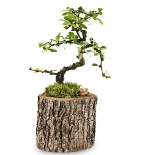 Doal ktkte S bonsai aac  Ankara Atatrk Mah. ubuk iek sat 
