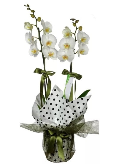 ift Dall Beyaz Orkide  Ankara Cumhuriyet mah. ubuk 14 ubat sevgililer gn iek 