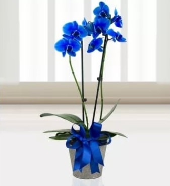 ift dall mavi orkide  Ankara Atatrk Mah. ubuk iek sat 