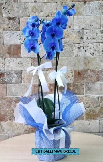 ift dall ithal mavi orkide  Ankara ubuk Akkuzulu Mah. iek yolla