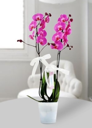 ift dall mor orkide  Ankara ubuk Gldarp Mah. iekiler 