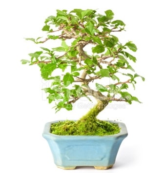 S zerkova bonsai ksa sreliine  Ankara ubuk Cumhuriyet Mah. iekiler
