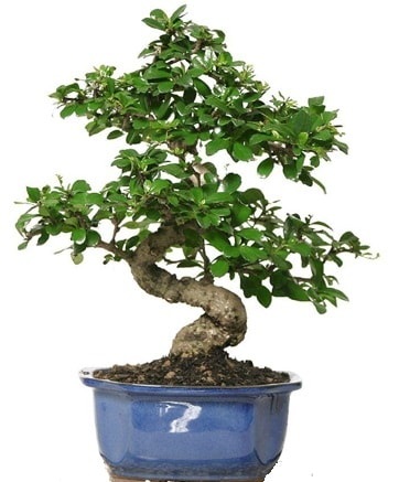 21 ile 25 cm aras zel S bonsai japon aac  Ankara ubuk Aaavundur Mah. ieki telefonlar