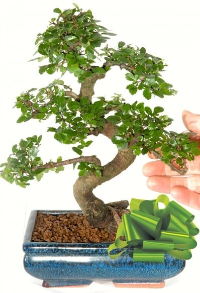 Yaklak 25 cm boyutlarnda S bonsai  Ankara ubuk Fatih Mah. iek siparii sitesi 