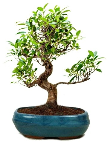 25 cm ile 30 cm aralnda Ficus S bonsai  Ankara Akbayr Mah. ubuk iek gnder