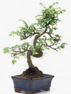 S gvde bonsai minyatr aa japon aac  Ankara Atatrk Mah. ubuk iek sat 