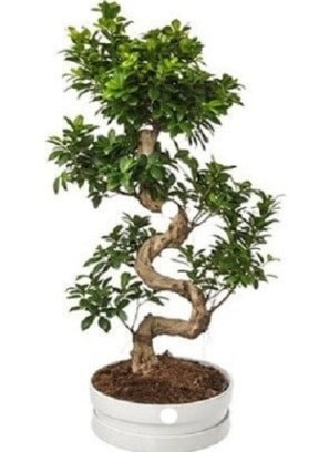 90 cm ile 100 cm civar S peyzaj bonsai  Ankara Akbayr Mah. ubuk iek gnder