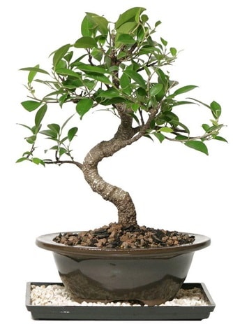 Altn kalite Ficus S bonsai  Ankara ubuk Aaavundur Mah. ieki telefonlar Sper Kalite