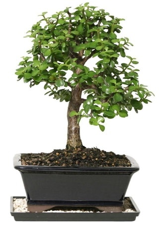 15 cm civar Zerkova bonsai bitkisi  Ankara ubuk Fatih Mah. iek siparii sitesi 