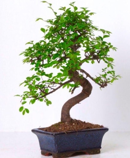 S gvdeli bonsai minyatr aa japon aac  Ankara Akbayr Mah. ubuk iek gnder