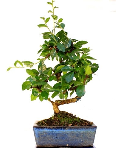 S gvdeli carmina bonsai aac  Ankara ubuk Akkuzulu Mah. iek yolla Minyatr aa