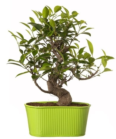 Ficus S gvdeli muhteem bonsai  Ankara ubuk Fatih Mah. iek siparii sitesi 