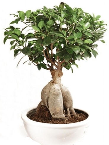 Ginseng bonsai japon aac ficus ginseng  Ankara ubuk Cumhuriyet Mah. iekiler
